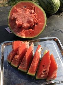 介休吃瓜网红,揭秘当地美食文化新风尚 第2张 介休吃瓜网红,揭秘当地美食文化新风尚 第2张